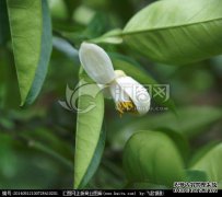 如何从树枝，花芽和混合芽中区分出芽