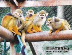如何捉猴子，如何捉猴子