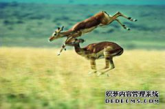 “魔鬼是森林”鹿Q